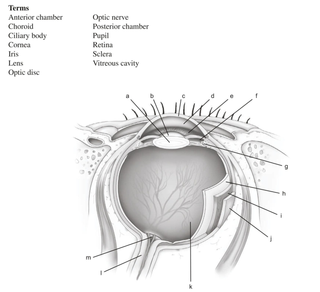 Use the following terms to fill in the labels in the illustration below.    a. _______________________________________ b. _______________________________________ c. _______________________________________ d. _______________________________________ e. _______________________________________  f. _______________________________________  g. _______________________________________  h. _______________________________________  i. _______________________________________  j. _______________________________________  k. _______________________________________  l. _______________________________________  m. _______________________________________