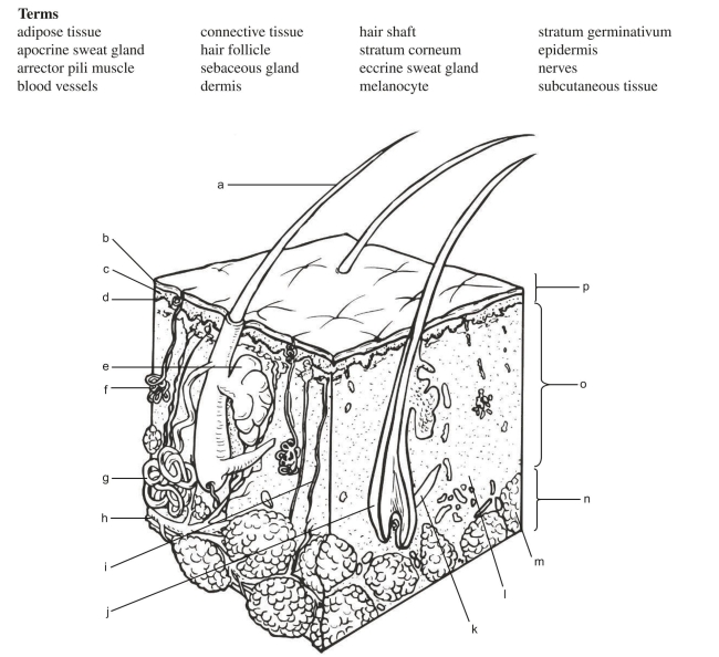 Use the following terms to fill in the labels in the illustration below.    a. _________________________ b. _________________________ c. _________________________ d. _________________________ e. _________________________  f. _________________________  g. _________________________  h. _________________________  i. _________________________  j. __________________________  k. _________________________  l. _________________________  m. _________________________  n. _________________________  o. _________________________  p. ________________________