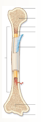 Complete the following:  Label the diagram: a. diaphysis b. proximal and distal epiphysis c. periosteum d. spongy bone e. compact bone f. medullary cavity g. epiphyseal plate   