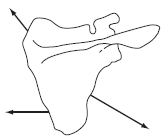 Using a graphic solution, compose the muscle force vectors to find the net force acting on the scapula shown below.   