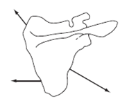 Using a graphic solution, compose the muscle force vectors to find the net force acting on the scapula shown below.   