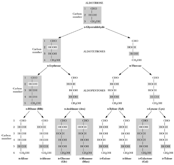 Drawing Haworth structures of sugars  Draw Haworth structures for the two possible isomers of D-altrose (Figure 1) and D-psicose (Figure 2).  Figure 1      Figure 1 The structure and stereochemical relationships of D-aldoses having three to six carbons. The configuration in each case is determined by the highest numbered asymmetric carbon. Figure 2      Figure 2 The structure and stereochemical relationships of D-ketoses having three to six carbons. The configuration in each case is determined by the highest numbered asymmetric carbon.
