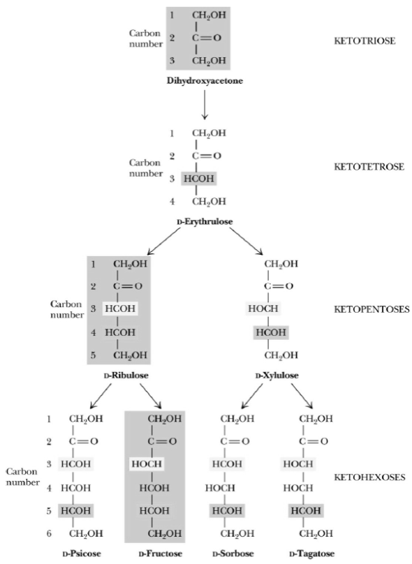 Drawing the Fischer projection of a simple sugar  Draw Fischer projection structures for L-sorbose (D-sorbose is shown in Figure).  Figure      Figure The structure and stereochemical relationships of D-ketoses having three to six carbons. The configuration in each case is determined by the highest numbered asymmetric carbon.