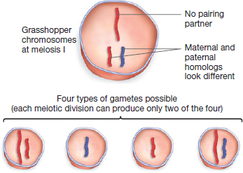 When Sutton and Boveri published the chromosome theory of inheritance, research on meiosis had not yet established that paternal and maternal homologs of different chromosomes assort independently. Then, in 1913, Elinor Carothers published a paper about a grasshopper species with an unusual karyotype: One chromosome had no homolog (meaning no pairing partner at meiosis I); another chromosome had homologs that could be distinguished under the light microscope. If chromosomes assort independently, how often should Carothers have observed each of the four products of meiosis shown in the following figure?   A) Only the gametes with one of each type of chromosome would occur. B) The four types of gametes should be observed to occur at equal frequencies. C) The chromosome with no pairing partner would disintegrate, so only gametes with one copy of the other chromosome would be observed. D) Gametes with one of each type of chromosome would occur twice as often as gametes with just one chromosome.
