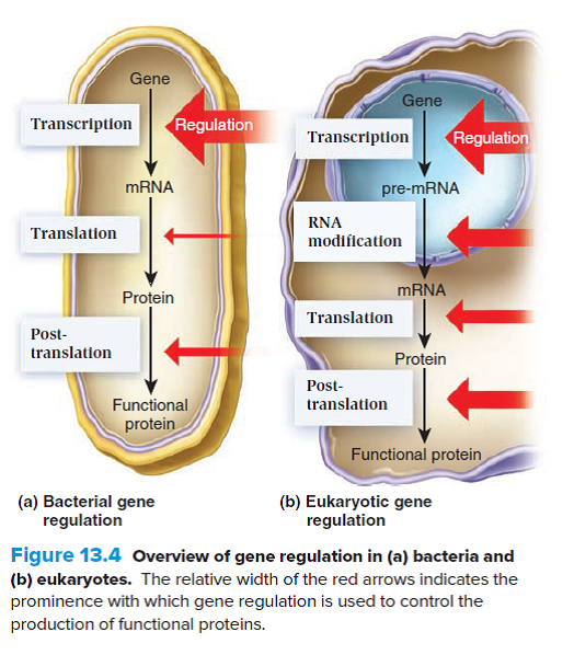 Discuss the advantages and disadvantages of genetic regulation at the different levels described in Figure 13.4.   