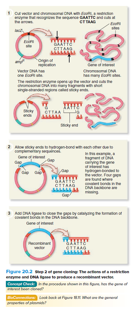 Let's suppose you followed the protocols described in FigureS<sub>2</sub>0.2 and 20.3. Which experiment(s) would you conduct to confirm that a white colony really contained a recombinant vector with an inserted fragment of DNA A) Pick a bacterial colony and restreak on plates containing X-Gal to confirm that the cells really form white colonies. B) Pick a bacterial colony, isolate plasmid DNA, digest the plasmid DNA with a restriction enzyme, and then perform gel electrophoresis with the DNA. C) Pick a bacterial colony and test it to see if -galactosidase is functional within the bacterial cells. D) Pick a bacterial colony and retest it on ampicillin-containing plates to double-check that the cells are really ampicillin resistant. E) Both c and d should be conducted.    