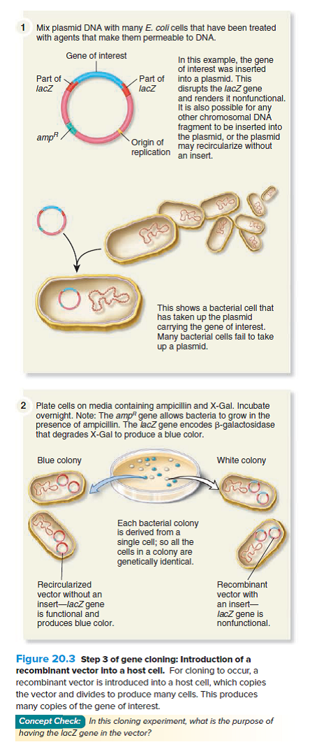 Let's suppose you followed the protocols described in FigureS<sub>2</sub>0.2 and 20.3. Which experiment(s) would you conduct to confirm that a white colony really contained a recombinant vector with an inserted fragment of DNA A) Pick a bacterial colony and restreak on plates containing X-Gal to confirm that the cells really form white colonies. B) Pick a bacterial colony, isolate plasmid DNA, digest the plasmid DNA with a restriction enzyme, and then perform gel electrophoresis with the DNA. C) Pick a bacterial colony and test it to see if -galactosidase is functional within the bacterial cells. D) Pick a bacterial colony and retest it on ampicillin-containing plates to double-check that the cells are really ampicillin resistant. E) Both c and d should be conducted.    