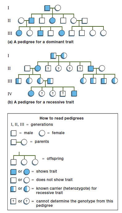 In the pedigree of part (a) of Figure, do you think that the individuals showing the trait are homozygous or heterozygous? How can you tell from the pedigree? FIGURE Family pedigrees (a) A pedigree for a dominant trait. Note that any offspring showing a dominant trait must have at least one parent with the trait (see Figs. 10-8, 10-9, and 10-11). (b) A pedigree for a recessive trait. Any individual showing a recessive trait must be homozygous recessive. If that person's parents did not show the trait, then both parents must be heterozygotes (carriers). Note that the genotype cannot be determined for some offspring, who may be either carriers or homozygous dominants.  