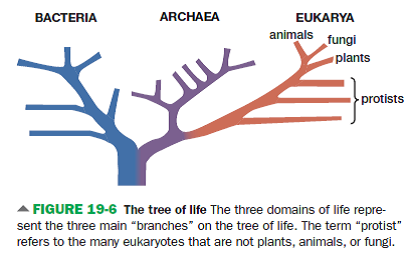 Consider the following list of groups: (1) protists, (2) fungi, (3) seedless plants (ferns, mosses, and liverworts), (4) prokaryotes (bacteria and archaea), and (5) animals. Using Figures 19-6, 19-7, 22-4, 23-5, and 24-1 for reference, identify the monophyletic groups on the list.          
