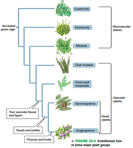 Consider the following list of groups: (1) protists, (2) fungi, (3) seedless plants (ferns, mosses, and liverworts), (4) prokaryotes (bacteria and archaea), and (5) animals. Using Figures 19-6, 19-7, 22-4, 23-5, and 24-1 for reference, identify the monophyletic groups on the list.          