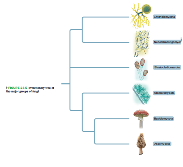Consider the following list of groups: (1) protists, (2) fungi, (3) seedless plants (ferns, mosses, and liverworts), (4) prokaryotes (bacteria and archaea), and (5) animals. Using Figures 19-6, 19-7, 22-4, 23-5, and 24-1 for reference, identify the monophyletic groups on the list.          