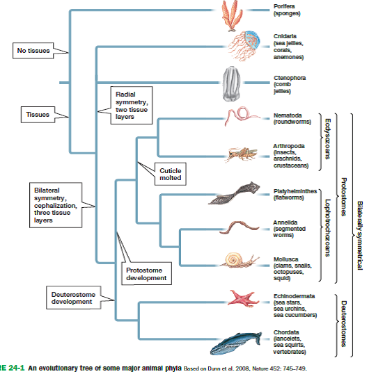 Consider the following list of groups: (1) protists, (2) fungi, (3) seedless plants (ferns, mosses, and liverworts), (4) prokaryotes (bacteria and archaea), and (5) animals. Using Figures 19-6, 19-7, 22-4, 23-5, and 24-1 for reference, identify the monophyletic groups on the list.          