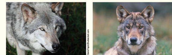 Figure shows two wolf species. Do you think that these two wolves are closely related? Is looking alike the strongest evidence of relatedness? Why aren't anatomical characteristics the most reliable or accurate criteria for classifying an organism? Figure Two wolf species.