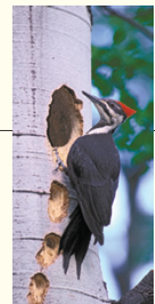 The pileated woodpecker can strike up to 15 blows per second at an equivalent speed of 16 miles per hour ( Fig. ). Natural selection has selected for woodpeckers with a thick bony skull that can absorb the shock of the strike. Think of a reason why very thick skull bones would be a disadvantage or selected against in pileated woodpecker populations. Figure Pileated woodpecker.    