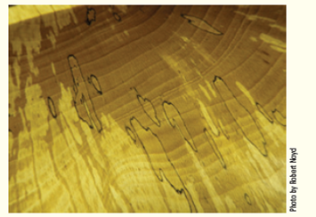 Wood-decay fungi grow as filaments, or threads, within wood. When threads of one fungus encounter a compatible thread, they reproduce sexually by merging their bodies into a single thread. However, in some cases fungal threads encounter an incompatible fungus and initiate a killing reaction by secreting dark-colored chemicals into the wood. These protective chemicals sharply define the interaction zone between two incompatible fungi and result in zone lines in the wood ( Fig. ). Zone lines represent which type of reproductive barrier in these fungal species? Does this killing reaction promote or inhibit the generation of genetic variation? Does it promote or inhibit speciation? Figure Zone lines.    