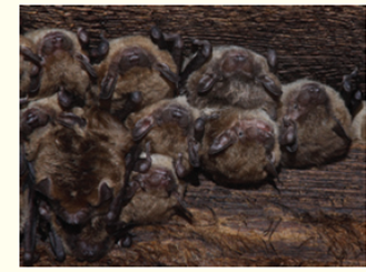 The big brown bat ( Fig. ) is a common insect-eating North American bat that often roosts and hibernates in lofts and buildings. How might the activities of the bat change prior to its entering hibernation? How would you describe changes in its cellular metabolism and core body temperature during hibernation? Figure Roosting site of big brown bats.    