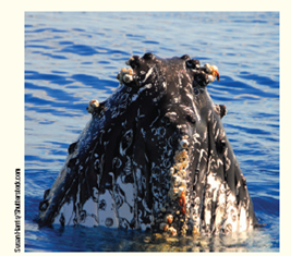 Barnacles are marine crustaceans related to the more familiar crabs and lobsters. As barnacles mature, they excrete a gluelike substance that permanently attaches them to surfaces including rocks and animals ( Fig. ). Most barnacles are suspension feeders and reach into the surrounding water with modified legs. These feathery legs beat rhythmically to draw plankton and detritus into their hard shell for consumption. Whales often have large collections of barnacles attached to their bodies that remain for the rest of the whales' lives. Based on this information, what is the relationship between whales and barnacles? Certain species of barnacles extend their feeding legs directly into their host and derive their nutrition that way. What type of relationship does this represent? Figure Barnacles attached to a whale.    