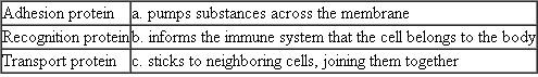 Match each of the following membrane proteins with its characteristic, description, or example.  