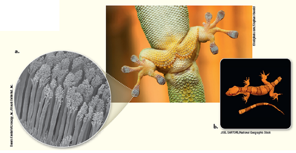 Geckos are a group of 850 species of lizards (reptiles) that have two amazing adaptations. First, geckos can rapidly run up walls and along ceilings, leaves, and other horizontal surfaces. The secret lies in the structure of their toe pads, which are covered with millions of microscopic branched elastic hairs ( Fig. a ). In order to run, the toe pads must be able to attach and detach within milliseconds and not stick to each other. a. Predict which kind of tissue and biological macromolecule -carbohydrates, lipids, or proteins-compose the hairs on the bottom of the gecko toe pad. b. Briefly describe how biologists would study these remarkable foot hairs at the molecular, cellular, tissue, organ system, and organism levels of the hierarchy to understand this amazing adaptation. Second, when confronted or attacked by a predator, a gecko can actually break off its tail ( Fig.b ). The detached tail can wiggle and move to distract the predator just long enough for the gecko to make a quick getaway. The tailless lizard will grow a new tail over a period of weeks. c. Predict how each of the four types of tissues functions in this defense adaptation. What tissues compose the detached tail so that it can move? Explain. Figure Gecko adaptations.    