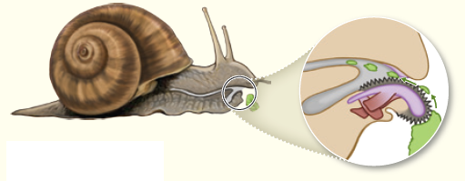 The garden snail is a type of mollusk that feeds on vegetation. When the snail feeds, its mouth protrudes a tonguelike structure covered with a set of razor sharp teeth that move like a chain saw to cut and scrape food apart ( Fig. ). These teeth are lubricated by the mucus of the salivary gland. This sticky mucus traps food particles, and the beating of cilia lining the esophagus drives food to the stomach for digestion. From this scenario, (A) determine which organ system and organs are described, and (B) describe how the four types of tissues are specifically involved in the snail's feeding process. Figure Snail feeding.    