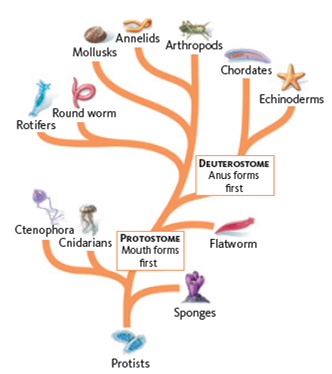 Look at Figure and choose from the list below the group of animals that follows a different developmental pattern from the others. A) segmented worms B) mollusks C) chordates D) arthropods Figure Embryonic development of protostomes and deuterostomes. Animals are divided into two groups based on embryonic development patterns. Protostomes are animals in which the mouth develops first, and in deuterostomes the anus forms first.  