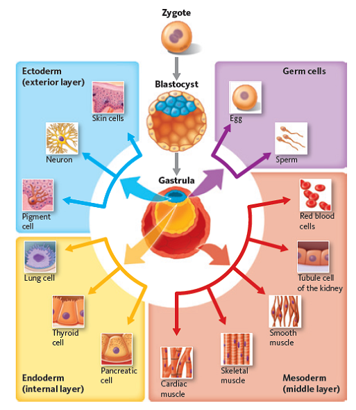 You have just adopted a basset hound puppy ( Fig. 1 ). Apply the following concepts-patterns of growth, germ layers, life stages, and life span-to the growth and development of this puppy by answering these questions: a. List three areas of the puppy's body that are currently undergoing cell division. b. Describe how the puppy's body shape changes as it develops into an adult. How do its head, eyes, ears, and legs change through time? c. Refer to Figure 2 , what germ layer gives rise to the dog's muscles? Lungs? d. Hounds are known for their great sense of smell. From what germ layer do these olfactory neurons arise? Figure 1 Basset hound. (a) Puppy. (b) Adult.     Figure 2 Formation of tissues. During embryonic development, the germ layers give rise to different tissues in the body. This diagram shows examples of specific cells originating from each of the germ layers.   