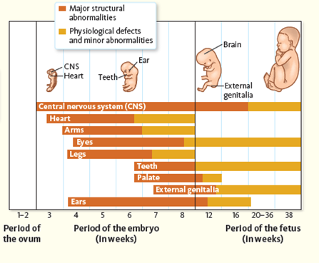 Examining the developmental chart ( Fig. ), what two major structural birth defects are most common in babies born to mothers who drink alcohol? Figure Alcohol use among pregnant women. Vulnerability to alcohol-induced birth defects during development