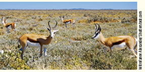 Springboks are fast-running animals that are closely related to gazelles and impalas. They inhabit dry, open areas in southwestern Africa ( Fig. ). Their diet includes young tender grasses, flowers, seeds, and leaves of succulent shrubs. Task: Draw conclusions regarding the following characteristics of springboks. (A) Which of their teeth are most prominent? (B) Do you think they harbor a rich or poor flora of microorganisms? (C) Do you think they defecate moist or dry feces? Figure Springbok, a gazelle-like animal.    
