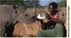 The black rhino is an endangered species and is often part of captive breeding programs ( Fig. ). Rearing rhinoceros calves requires knowledge of their nutritional requirements such as the composition of their milk, which varies greatly among mammalian species, depending on habitat. The rhinoceros, for example, lives in hot African grasslands. In contrast, reindeer live in freezing habitats near the Arctic Circle. Task: Compare the milk of these two mammals ( Table ) and predict which milk is made by the rhinoceros and which is made by the reindeer. Which milk provides the most calories? Which animal drinks a greater amount of milk daily? Explain your answer by connecting milk composition to habitat. Figure Feeding an orphaned black rhinoceros.      Table Milk Composition   
