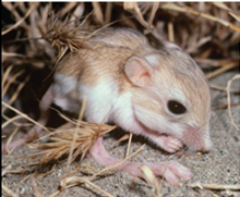 The kangaroo rat is an animal that shows a remarkable ability to remain in water balance despite living in the dry, arid deserts of North America ( Fig. ). It can live indefinitely on dry seeds and plant material, yet it never drinks. Even though its body is 66 percent water, how is it able to survive? Figure Kangaroorat.