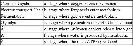 Match each of the following stages of metabolism with its description or example. Each term on the left may match more than one description on the right.  