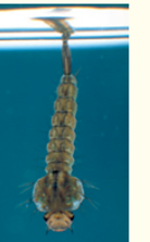 The developing mosquito larva shown in Figure is an aquatic insect that pokes through the water surface with its spiracle to breathe air. Does it have a high or low energy and oxygen requirement? Explain how this adapts the mosquito to meet these requirements. Figure A mosquito larva    