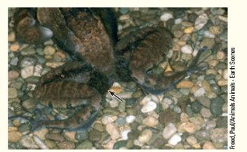 The hairy frog lives in fast-moving rivers and streams in western Africa. It has greatly reduced lungs. During the summer mating season, males develops long hairy strands on the skin on their hindquarters ( Fig. ). These hairs have a rich supply of blood vessels. Explain how these hairs meet the oxygen demands in the stage of life of this frog. Figure Hairy frog.    