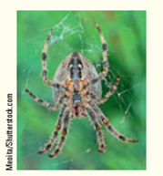 Spiders have two narrow slits on their lower abdomen that each open to a respiratory structure called a book lung. Book lungs consist of a stack of air-filled hollow pages, or thin narrow air pockets, that extend into a blood-filled chamber ( Fig. ). Within these air pockets, oxygen and carbon dioxide are exchanged with the spider's blood. Refer to factors in Table to explain how the book lung increases the rate of diffusion. Figure The book lung of spiders.          Table Factors Influencing Gas Exchange   