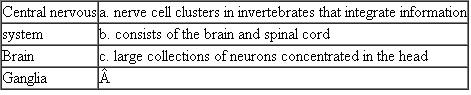 Match the following nervous system term with the best description.  