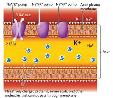 A nerve impulse called a(n) _________ is caused by the movement of _________ ions from outside the nerve cell membrane to inside, creating an electrical gradient wave that sweeps down the cell (refer to Fig. ). A) neurotransmitter; hydrogen B) myosin agent; helium C) action potential; sodium D) contraction; zinc Figure Action potential. This cutaway of an axon shows events at the plasma membrane of the neuron. Large proteins (purple) use energy to move potassium (K + ) and sodium (Na + ) ions rapidly across the membrane against their concentration gradients. This helps maintain a charge difference between the inside and outside of the neuron, which sets the stage for the rapid creation of an electrical signal, or action potential.  