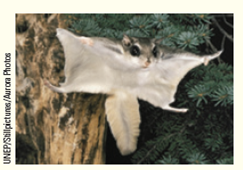 Many members of the squirrel family are excellent gliders ( Fig. ). They use this method of movement to glide from one tree to another. This method requires them to have which of the following adaptations? A) strong flight muscles B) lightweight body and bones C) a heavy, strong set of muscles and bones D) the ability to withstand strong changes in pressure Figure Flying squirrel.  
