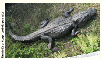 The American alligator is a large reptile that is most at home in the water but suns itself on riverbanks. What characteristic of the alligator ( Fig. ) indicates that it lacks the adaptation seen in sprinting animals? A) its streamlined body structure B) its short legs, especially the short lower leg structure C) the long tapered snout D) the leathery scale-covered skin Figure American alligator.  