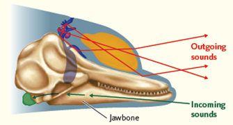 To navigate and find food, dolphins use a type of echolocation similar to that used by bats. They emit a focused, wide-angle beam of high-frequency clicks and listen for the echo. To make the sounds, dolphins move air through bony nasal structures and a specialized structure within their forehead ( Fig. ). The bones of the skull and various structures all play important roles in forming the beam of sound, while the lower jaw acts as the primary echo reception pathway to the internal ear. Based on this background information, predict what category of sensory receptors helps the dolphin detect its prey. Figure Pathway of echolocation in dolphins.    
