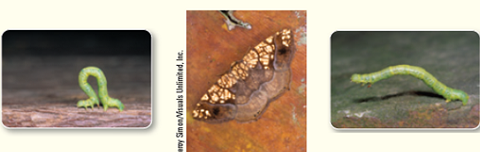 The moon-walking inchworm is the caterpillar life stage of the geometer moth ( Fig. ). Inchworms have feet at both ends of their body. To move forward, their front feet grab a leaf and pull the back end up. The back legs then grab the leaf and allow the front legs to reach out, creating the impression that the inchworm is measuring its journey inch by inch. Based on this information, describe the type of skeleton the inchworm might possess. What kind of rigid structure do its muscles pull against as the inchworm moves across the edge of leaves? Figure The inchworm is the caterpillar life stage of the geometer moth.    