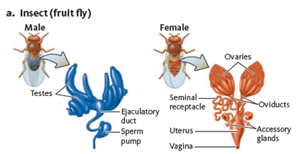 Birds, reptiles, and amphibians have a cloaca that is the opening for the intestinal, reproductive, and urinary tracts (see Fig. for comparison of systems). Male turtles have a penis housed inside the cloaca. When turtles mate, the male deposits sperm into the female's cloaca. In terms of reproductive organs, in females the cloaca would be similar to what mammalian organ? Figure Comparison of reproductive structures. Although the reproductive strategies, patterns, and behaviors of animals are diverse, the structure of their reproductive systems is similar. Notice in each of these diagrams the series of paired gonads (testes and ovaries), ducts, and glands that are used to produce and release gametes. (a) Insect. (b) Amphibian. (c) Mammal.           
