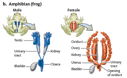 Birds, reptiles, and amphibians have a cloaca that is the opening for the intestinal, reproductive, and urinary tracts (see Fig. for comparison of systems). Male turtles have a penis housed inside the cloaca. When turtles mate, the male deposits sperm into the female's cloaca. In terms of reproductive organs, in females the cloaca would be similar to what mammalian organ? Figure Comparison of reproductive structures. Although the reproductive strategies, patterns, and behaviors of animals are diverse, the structure of their reproductive systems is similar. Notice in each of these diagrams the series of paired gonads (testes and ovaries), ducts, and glands that are used to produce and release gametes. (a) Insect. (b) Amphibian. (c) Mammal.           