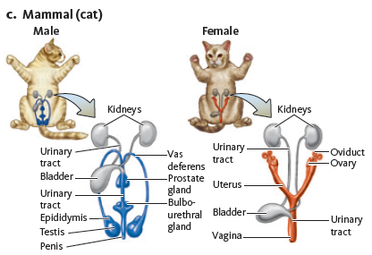 Birds, reptiles, and amphibians have a cloaca that is the opening for the intestinal, reproductive, and urinary tracts (see Fig. for comparison of systems). Male turtles have a penis housed inside the cloaca. When turtles mate, the male deposits sperm into the female's cloaca. In terms of reproductive organs, in females the cloaca would be similar to what mammalian organ? Figure Comparison of reproductive structures. Although the reproductive strategies, patterns, and behaviors of animals are diverse, the structure of their reproductive systems is similar. Notice in each of these diagrams the series of paired gonads (testes and ovaries), ducts, and glands that are used to produce and release gametes. (a) Insect. (b) Amphibian. (c) Mammal.