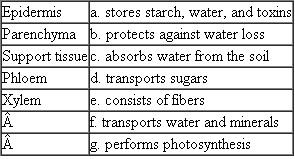 Match each of the following tissues with its description or example. Each term on the left may match more than one description on the right.  