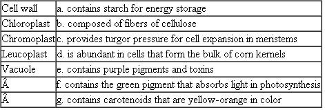 Match each of the following plant cell structures with its description or example. Each term on the left may match more than one description on the right.  