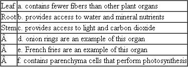 Match each of the following plant organs with its description or example. Each term on the left may match more than one description on the right.