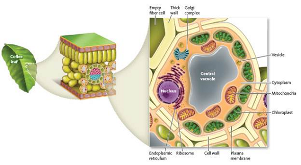 Plant and animal cells have structures and organelles that reflect their function. Consider three cells: a leaf mesophyll cell (see Fig. 1 ), a root parenchyma cell, and an animal stomach (epithelial) cell (see Fig. 2 ). Which of these cells has (a) mitochondria for ATP production respiration, (b) chloroplasts for photosynthesis, (c) leucoplasts to store starch, (d) ribosomes to make proteins, (e) Golgi complexes to secrete substances outside of the plasma membrane, (f) a nucleus containing chromosomes? Figure 1 Parts of a plant cell. The main features of a plant cell are shown as they might appear in a photosynthetic cell of a coffee leaf. Photosynthetic cells have thin walls compared to the empty fiber cell shown in the upper left corner of the enlarged cell drawing. Notice that the cytoplasm of the cell is connected to other living cells around it through microscopic openings in their walls.     Figure 2 The leatherback's stomach. (a) The leatherback's stomach stores and digests food. (b) The stomach is lined with pits, which contain a variety of cells that secrete digestive enzymes and acids. (c) The photomicrograph shows the cells responsible for secreting acids to break down the prey. (b) The leatherback's stomach cells secrete a digestive enzyme that begins to break down the proteins in the turtle's jellyfish prey.   