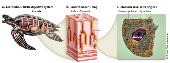 Plant and animal cells have structures and organelles that reflect their function. Consider three cells: a leaf mesophyll cell (see Fig. 1 ), a root parenchyma cell, and an animal stomach (epithelial) cell (see Fig. 2 ). Which of these cells has (a) mitochondria for ATP production respiration, (b) chloroplasts for photosynthesis, (c) leucoplasts to store starch, (d) ribosomes to make proteins, (e) Golgi complexes to secrete substances outside of the plasma membrane, (f) a nucleus containing chromosomes? Figure 1 Parts of a plant cell. The main features of a plant cell are shown as they might appear in a photosynthetic cell of a coffee leaf. Photosynthetic cells have thin walls compared to the empty fiber cell shown in the upper left corner of the enlarged cell drawing. Notice that the cytoplasm of the cell is connected to other living cells around it through microscopic openings in their walls.     Figure 2 The leatherback's stomach. (a) The leatherback's stomach stores and digests food. (b) The stomach is lined with pits, which contain a variety of cells that secrete digestive enzymes and acids. (c) The photomicrograph shows the cells responsible for secreting acids to break down the prey. (b) The leatherback's stomach cells secrete a digestive enzyme that begins to break down the proteins in the turtle's jellyfish prey.   