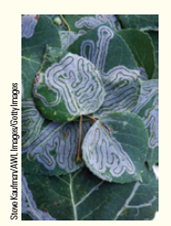 The aspen leaf miner is an insect pest of quaking aspen trees. In the spring, eggs hatch into small, wormlike larvae that bore into the leaf and start to feed on, or mine, the mesophyll tissue. The leaf miner snakes through the leaf ( Fig. ) and causes leaves to prematurely dry up and drop from the tree. Explain how plant growth will be directly affected by the leaf miner. How will leaf miner damage alter the size of wood cells appearing in the tree's spring- and summerwood? Will the annual growth ring be wide or narrow? Figure Aspen leaf miner.    