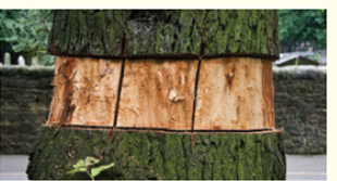 A girdled tree is one in which a ring of bark is removed entirely around the trunk of a tree. All that remains is the xylem ( Fig. ). How will this affect the tree's sugar transport? How will the roots receive sugars from the leaves? Eventually, how will water transport be affected? Figure Girdled tree trunk.    